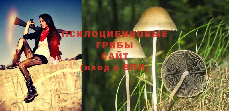 Галлюциногенные грибы Cubensis  Струнино 